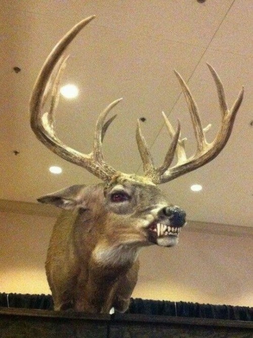 I Fuckin Love Meshed Together Taxidermy Like This.