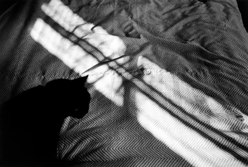 Erich Hartmann (German-American, 1922-1999, b. Munich, Germany) - USA. New York City, Cat on Bed in 