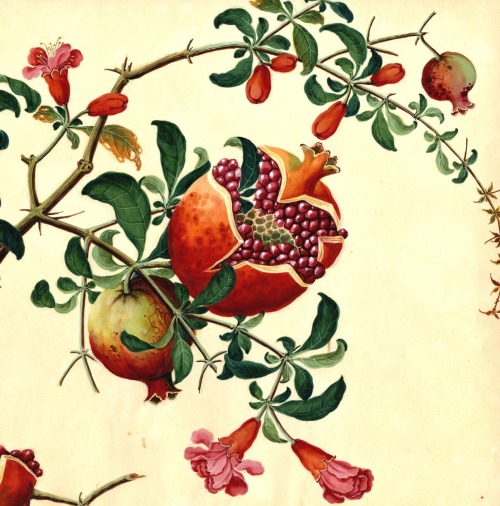 Chinese trade illustrations, 1805. From the Arnold Arboretum Archive, Harvard Library Herbaria