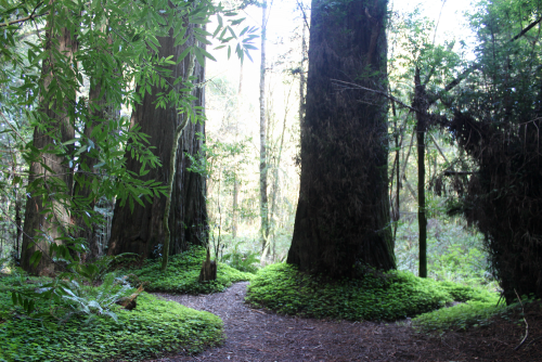 quiet-nymph: ◈ Redwood photography by Michelle N.W. ◈ ◈ Print Shop ◈ Blog ◈ Flickr ◈ ◈ Please do not