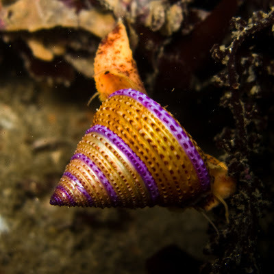 scienceyoucanlove:Jeweled top snailNatural HistoryThis snail lives mid-stipe in the kelp, sharing it