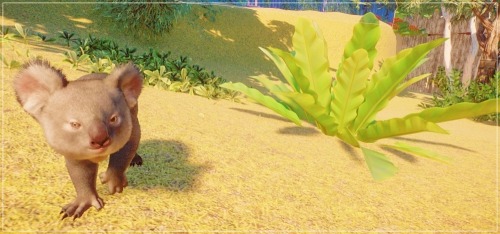 Some Photos From My Australia Themed Zoo!KoalaRed KangarooDingoSouthern CassowaryCassowary ChicksFlamingo
