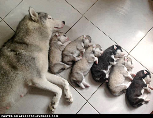 Husky puppies so sweet and tiny sound asleep with their momma :) 