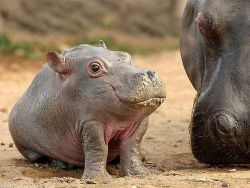 al-grave:  Baby hippos are the best   I call Photoshop shenanigans!Why is it&rsquo;s front legs coming out from where it&rsquo;s jaw should be?