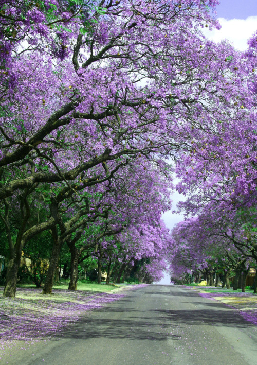 Jacaranda infinity, Pretoria, South Africa (by theresa.brent).