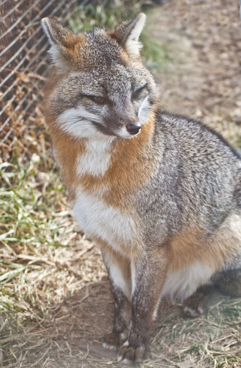 zooophagous:  Urocyon Cinereoargenteus, or, the American Gray Fox, looking lovely in her winter coat. 
