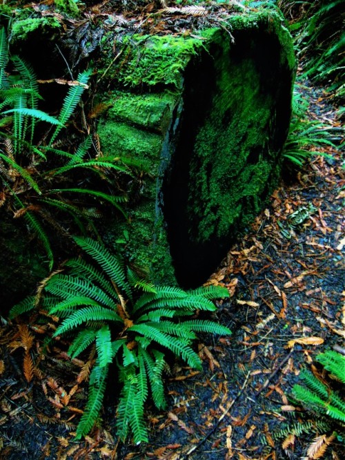 slick-vic: Head Water Forest Reserve: Finding Ferns (slick-vic)