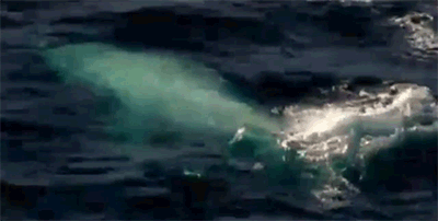 huffingtonpost:  This very rare all-white humpback seriously looks like a ghost.