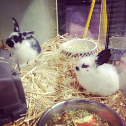 Bunnys! Omg I really want to buy the tinny