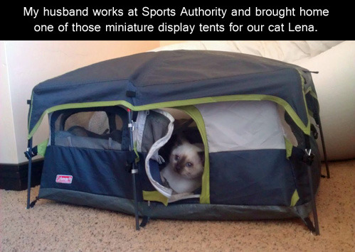 missgingerlee:  Emergency blog kitteh in a sample size tent.  Because kittens. 
