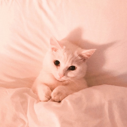 ﹫♡⃗〔 Cat Icons 〕 