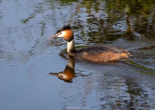 A great crested grebe (Podiceps cristatus) spotted on the outskirts of Leiden in a canal a couple of