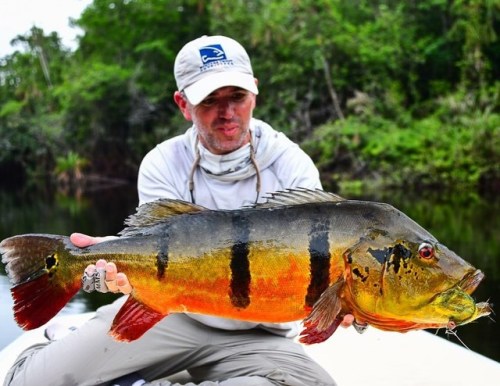 Incredible trip to the jungles of Brazil for giant peacock bass!! #flyfishing #peacockbass #peacockb