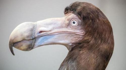 sixth-extinction:awesomlyautistic:sixth-extinction:Modern reconstruction of a dodo, created by zoolo