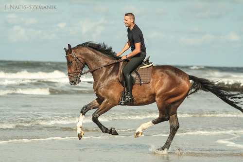 real-geldings-have-curves:Laureano (Holsteiner)