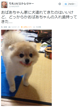 chptr22:  Twitter / riekun1011: おばあちゃん家に犬連れてきたのはいいけど、どっからかおばあち