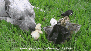 tenaflyviper:  Oh my god, what a vicious animal. Look at it brutally and savagely