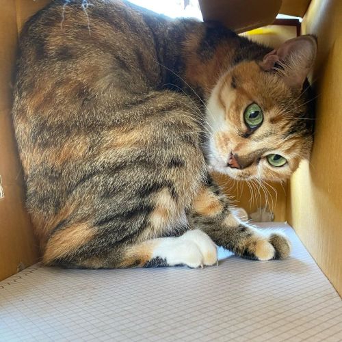 : Is it Monday again?: Leave me alone in my: Unbox on feeding! NOW. . . #catinbox #meowdel #be