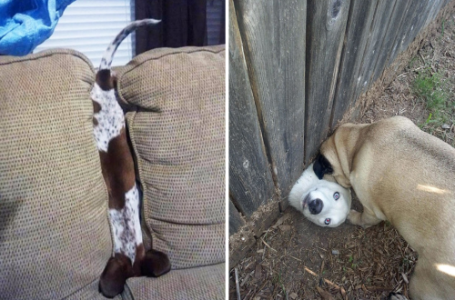 tastefullyoffensive:Dogs Who’ve Made Terrible Life Choices (photos via bored panda)Related: Before and After Photos of Dogs Growing Up