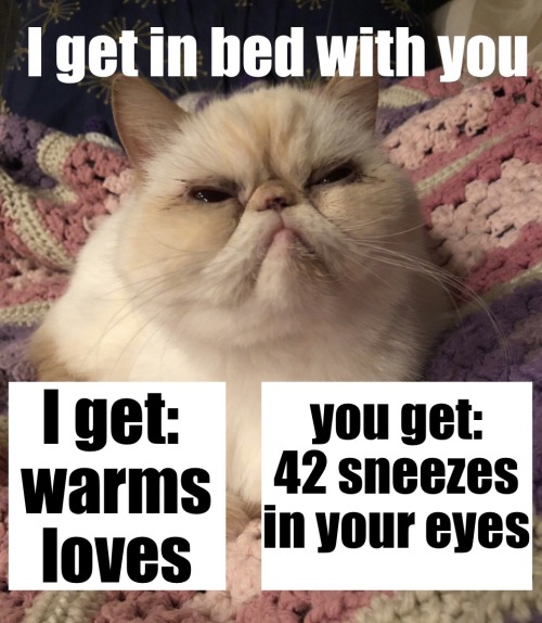 meme of a flat-faced white cat. top says I get in bed with you. bottom left says I get: warms, loves. bottom right says you get: 42 sneezes in your eyes