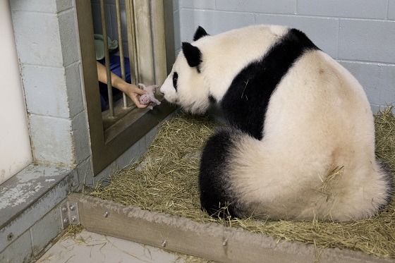 giantpandaphotos:  Lun Lun and her twin boys - born on July 15 - at Zoo Altanta.