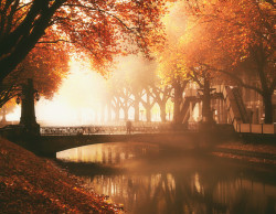 cuteautumn:  cityscapes:  Koenigsallee Duesseldorf in autumn by sonja_ehlen   all year round autumn/halloween blog!