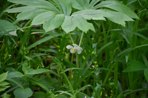 mayapple by Molly Deanwww.mollydean.com/TwilightGarden.html