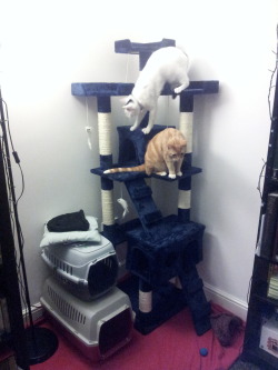 NEW CAT TOWER!!! - plus we bought them a laser&hellip; it&rsquo;s great, super good. yes!