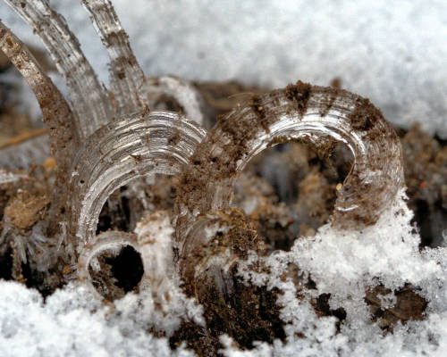 Ice crystals, my winter garden.  As the ground freezes, the ice crystals push up.