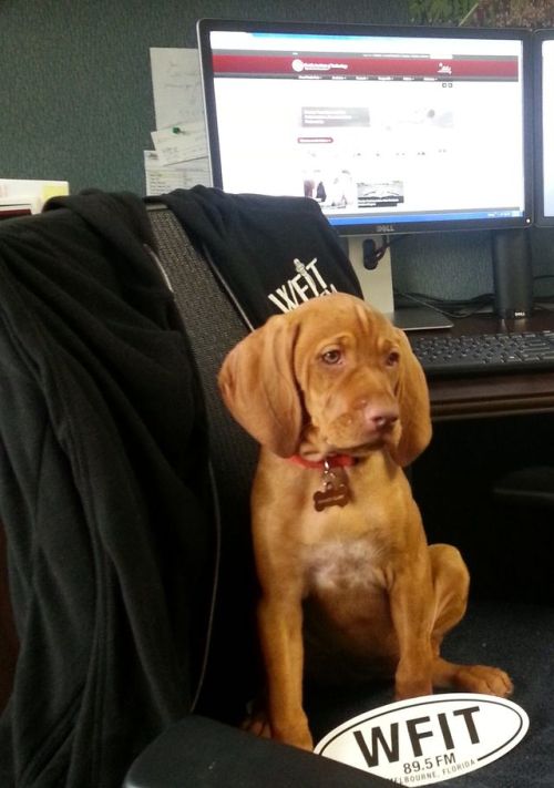 Work is going to the dogs today.It’s “Take Your Dog To Work Day.”(Photos: @yo