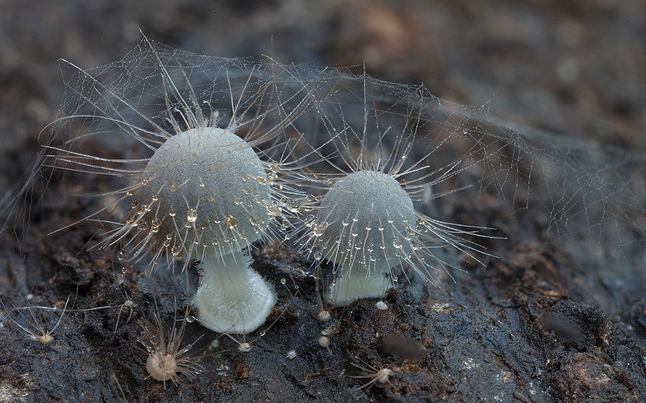 coolthingoftheday:  You guys seem to love my posts about mushrooms and fungus, so