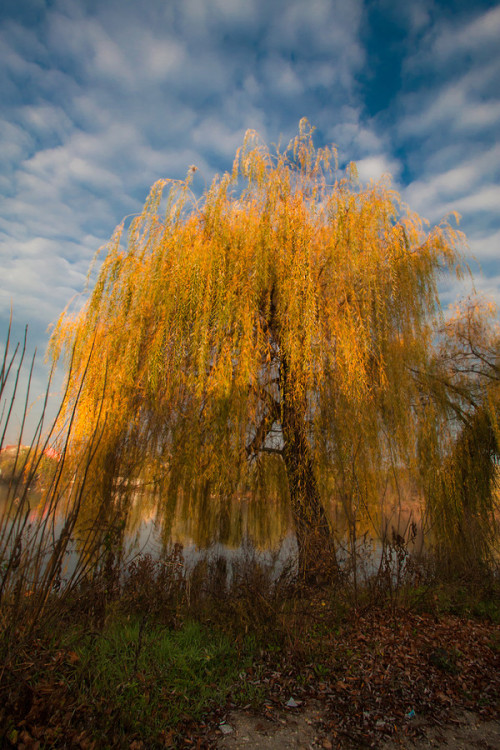sublim-ature:  Golden Willow by Rucsandra Calin 