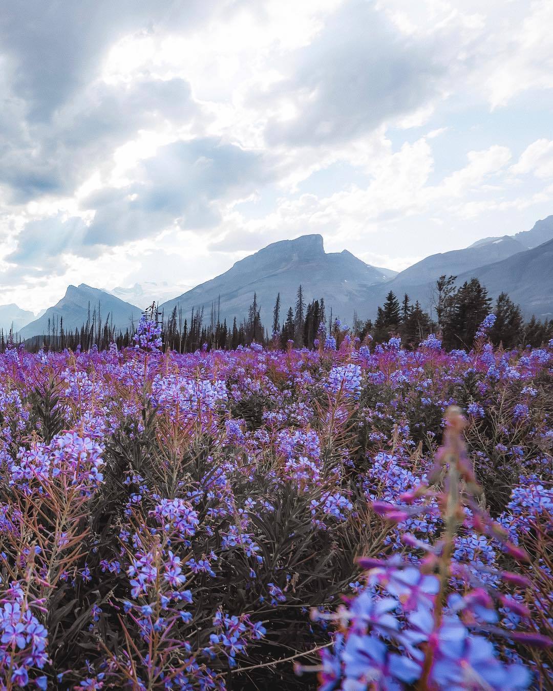 floralls:by  Marti Gutfreund  