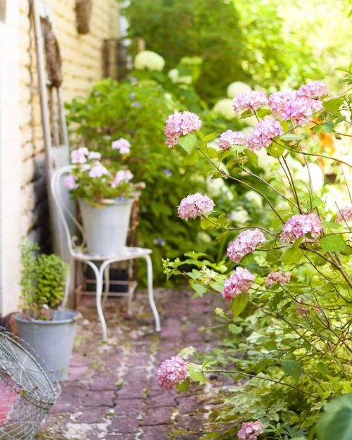 Les jolies couleurs de l'hortensia !  #BonheurCampagne #countryhouse #Countryhome #Chambredhotes #Co