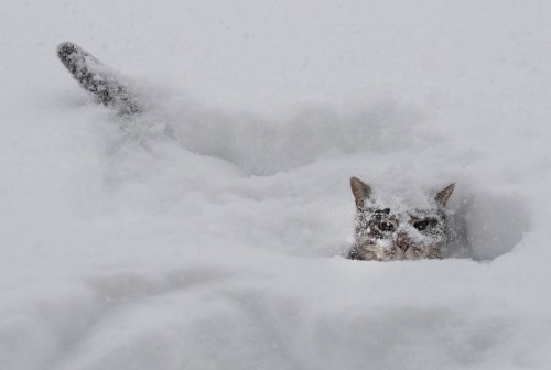 Nathan Denette (Canadian, based Toronto, Ontario, Canada) - A cat plays in the snow during a huge wi