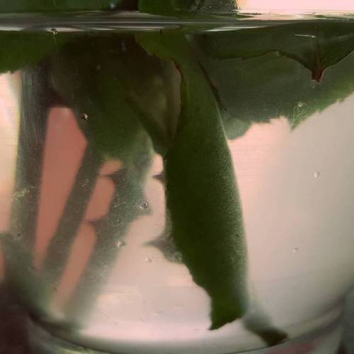  . . . . #roses #water #vase #thorns #pinkwater #pink #abstract #photography #myphoto #winter #leave