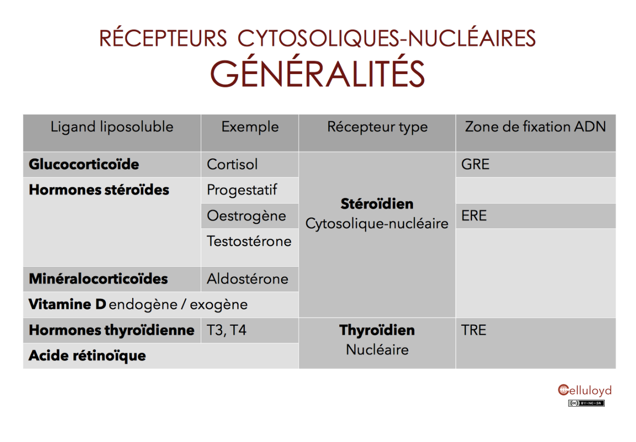 Celluloyd — Tableau de récepteurs cytosoliques-nucléaires