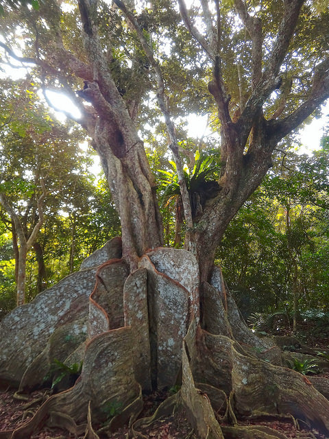 A very old Looking-glass Tree - Heritiera littoralis
This amazing tree is a 400 year old mangrove belonging to the species Heritiera littoralis (Malvales - Sterculiaceae).
H. littoralis is a much branched, untidy tree, up to 25 m tall, whose bole up...