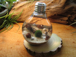 maggiethunder:  Marimo - Reclaimed Light Bulb Aquarium with Living Moss Ball [1] [2] [3] 