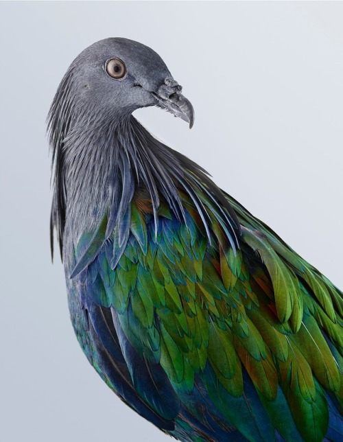 seraphica:“Reconsidering The Pigeon” - photographs by Leila Jeffreys [via]