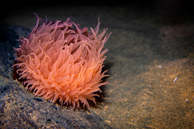 A pom pom anemone sits perched on a rock on the sandy seafloor of the deep sea. It is covered in orange and pink-purple tentacles and looks like a flower!