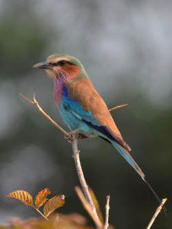 deeecccc:  sixpenceee:  The above is the Lilac-breasted Roller. You won’t find them in any tree-less areas, since they need to be constantly perched atop high vantage points in order to spot yummy prey like insects, lizards, small rodents, and even