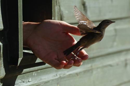 deepitforest:   Man letting go of bird, so it can fly     Coskun Cokbulan   