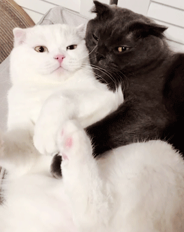 stacojiu:♡cute cat couple♡