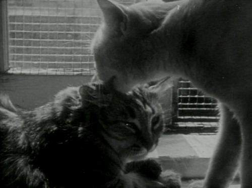 ozu-teapot: The Private Life of a Cat | Alexander Hammid / Maya Deren | 1946 Those darn heteronormat