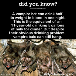 did-you-kno:  A vampire bat can drink half its weight in blood in one night. This is the equivalent of an 11-year-old drinking 5 gallons of milk for dinner. But despite their obvious drinking problem, vampire bats can still hang.  Source