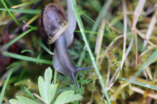 Land snails/snäckor.