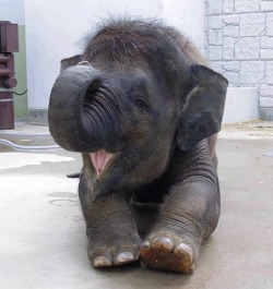 awwww-cute:  Baby elephant  ✨❤️✨