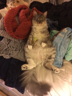 mostlycatsmostly:  Oh idk(submitted by anarkitteh)