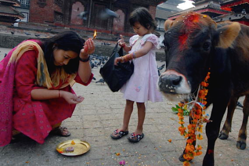 nubbsgalore:following yesterday’s kukur puja (featured here) is today’s gai tihar, the third day of 